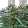 White Widow feminised Dutch Passion Seeds White Widow feminised Dutch Passion Seeds