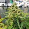 White Widow feminised Dutch Passion Seeds White Widow feminised Dutch Passion Seeds