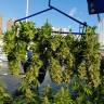 White Widow feminised Dutch Passion Seeds White Widow feminised Dutch Passion Seeds