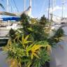 White Widow feminised Dutch Passion Seeds White Widow feminised Dutch Passion Seeds