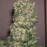 мощные семена конопли New York Diesel regular Ganja Seeds