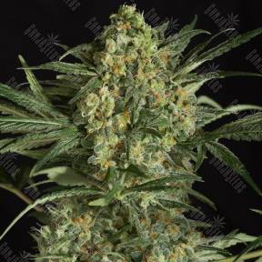 Critical + 2.0 feminised Dinafem Seeds