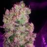семена конопли в фирменной упаковке Auto SnowStorm #2 feminised Dutch Passion Seeds семена конопли в фирменной упаковке Auto SnowStorm #2 feminised Dutch Passion Seeds