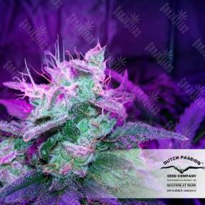 Auto SnowStorm #2 feminised Dutch Passion Seeds