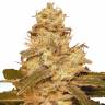 семена конопли автоцвет Auto Kush feminised Female Seeds семена конопли автоцвет Auto Kush feminised Female Seeds
