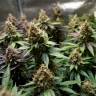 семена конопли гидропоники Misty Kush feminised Nirvana Seeds