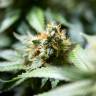 семена конопли аутдор Misty Kush feminised Nirvana Seeds