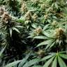 семена конопли дешево Misty Kush feminised Nirvana Seeds