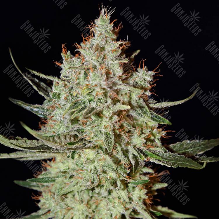 качественные семена конопли K-Train feminised Ganja Seeds качественные семена конопли K-Train feminised Ganja Seeds