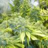 семена конопли оптом K-Train feminised Ganja Seeds семена конопли оптом K-Train feminised Ganja Seeds