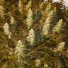 семена конопли в оригинальных упаковках Double Dutch feminised Serious Seeds