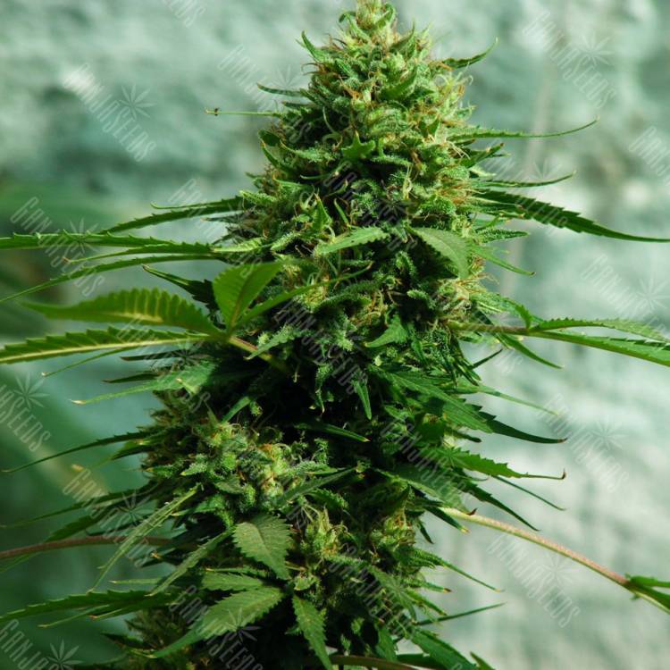 качественные семена конопли Jack Herer feminised