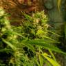 урожайные семена конопли Jack Herer feminised