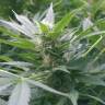 семена конопли элитных сортов Mountain Kush feminised семена конопли элитных сортов Mountain Kush feminised