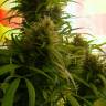 заказать качественные семена конопли Beyond the Brain regular Mandala Seeds заказать качественные семена конопли Beyond the Brain regular Mandala Seeds