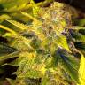заказать на сайте семена конопли Beyond the Brain regular Mandala Seeds заказать на сайте семена конопли Beyond the Brain regular Mandala Seeds