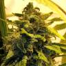 где можно заказать семена конопли Beyond the Brain regular Mandala Seeds где можно заказать семена конопли Beyond the Brain regular Mandala Seeds