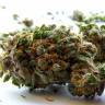 конопля семена сорта заказать Beyond the Brain regular Mandala Seeds конопля семена сорта заказать Beyond the Brain regular Mandala Seeds