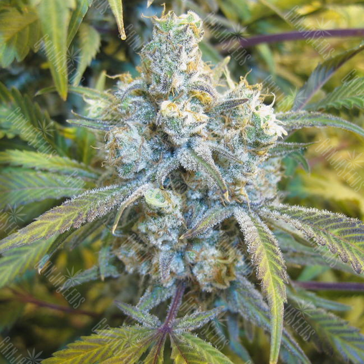 хорошие семена конопли Auto Super Silver Haze feminised хорошие семена конопли Auto Super Silver Haze feminised