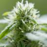 где можно заказать семена конопли Auto Exodus Cheese CBD feminised Green House Seeds