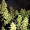семена конопли автоцвет Auto Issyk feminised Bang Seeds семена конопли автоцвет Auto Issyk feminised Bang Seeds