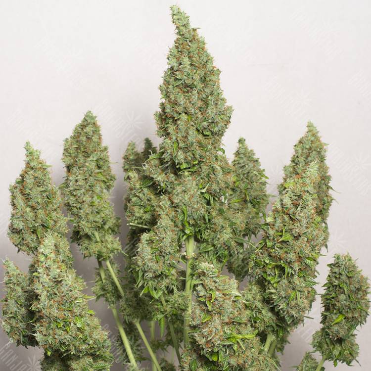 семена конопли курьером Auto Issyk feminised Bang Seeds семена конопли курьером Auto Issyk feminised Bang Seeds