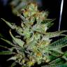 заказать на сайте семена конопли Nibiru regular Ganja Seeds заказать на сайте семена конопли Nibiru regular Ganja Seeds