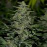 хорошие семена конопли Nibiru regular Ganja Seeds хорошие семена конопли Nibiru regular Ganja Seeds