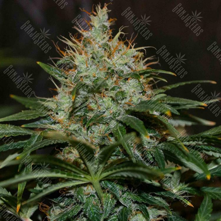 где можно заказать семена конопли Nibiru regular Ganja Seeds где можно заказать семена конопли Nibiru regular Ganja Seeds