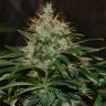 где можно заказать семена конопли Nibiru regular Ganja Seeds где можно заказать семена конопли Nibiru regular Ganja Seeds