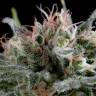 заказ семян конопли Москва Industrial Plant feminised Dinafem Seeds заказ семян конопли Москва Industrial Plant feminised Dinafem Seeds