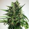 мощные семена конопли Auto Taiga #2 feminised Dutch Passion Seeds мощные семена конопли Auto Taiga #2 feminised Dutch Passion Seeds