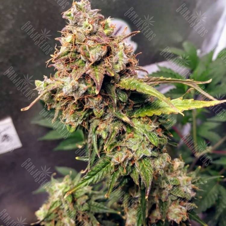 семена конопли в фирменной упаковке Auto NL feminised Female Seeds семена конопли в фирменной упаковке Auto NL feminised Female Seeds