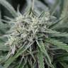 семена конопли интернет магазин Auto NL feminised Female Seeds семена конопли интернет магазин Auto NL feminised Female Seeds