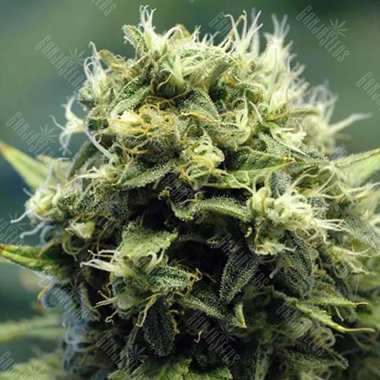 семена конопли с доставкой New York Power Diesel feminised Nirvana Seeds