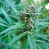 Семена марихуаны Durban Poison feminised Ganja Seeds Семена марихуаны Durban Poison feminised Ganja Seeds