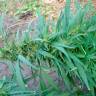 Качественные семена марихуаны Durban Poison feminised Ganja Seeds Качественные семена марихуаны Durban Poison feminised Ganja Seeds