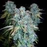 заказ семян конопли Спб Serious Happiness feminised Serious Seeds заказ семян конопли Спб Serious Happiness feminised Serious Seeds