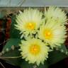 Семена кактуса Astrophytum MIX Семена кактуса Astrophytum MIX