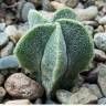 Купить семена кактуса Astrophytum MIX Купить семена кактуса Astrophytum MIX