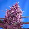 заказ семян конопли Blueberry feminised заказ семян конопли Blueberry feminised