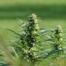 семена конопли Россия Brazil Sativa feminised семена конопли Россия Brazil Sativa feminised