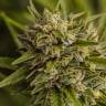 семена культурной конопли купить Brazil Sativa feminised семена культурной конопли купить Brazil Sativa feminised