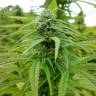 семена конопли для посадки купить Brazil Sativa feminised семена конопли для посадки купить Brazil Sativa feminised