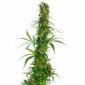 семена конопли курьером Brazil Sativa feminised семена конопли курьером Brazil Sativa feminised