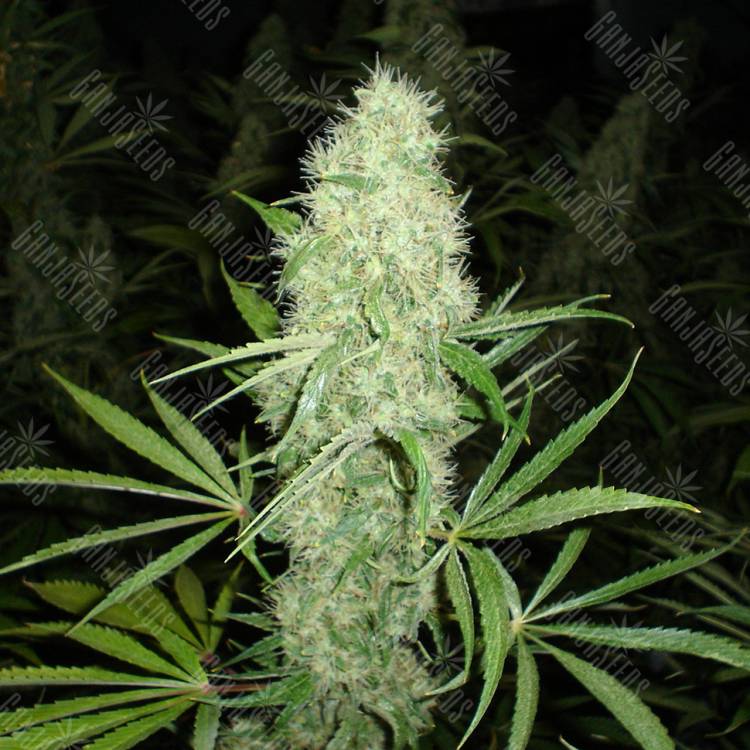 конопля семена сорта заказать Brazil Sativa feminised конопля семена сорта заказать Brazil Sativa feminised