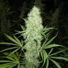 конопля семена сорта заказать Brazil Sativa feminised конопля семена сорта заказать Brazil Sativa feminised
