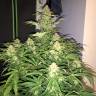 семена конопли медицинской Auto Amnesia Haze feminised семена конопли медицинской Auto Amnesia Haze feminised