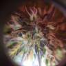 семена конопли для выращивания Auto Amnesia Haze feminised семена конопли для выращивания Auto Amnesia Haze feminised