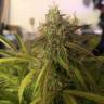 семена конопли марихуаны Auto Amnesia Haze feminised семена конопли марихуаны Auto Amnesia Haze feminised
